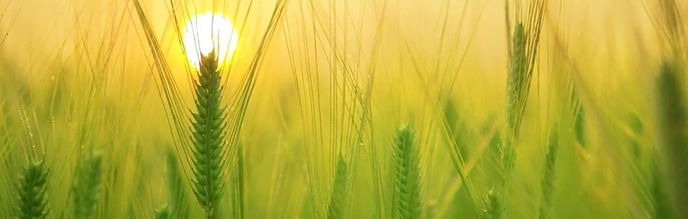 Sustainability-related